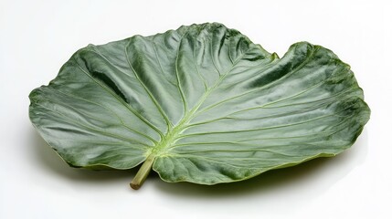 Poster - Large green tropical leaf isolated on white background with Copy Space for text placement