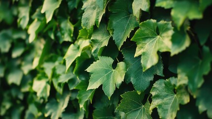 Poster - Green ivy leaves background with soft focus and natural lighting featuring copy space for text placement