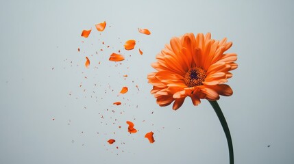 Poster - Orange flower in focus with petals dispersing against a light background Copy Space for text placement