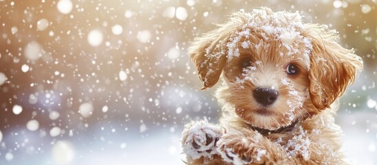 Poster - Cute fluffy puppy covered in snowflakes with a soft blurred winter background and ample copy space for text.