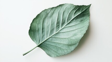 Poster - Large green leaf isolated on light background with detailed texture and copy space for text