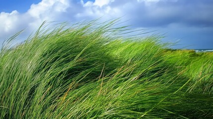 Aufkleber - Green grass swaying in the wind under a partly cloudy sky Copy Space