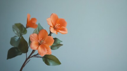 Poster - Orange flowers with green leaves on a light blue background with copy space for text