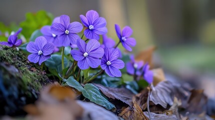 Poster - Violet flowers growing on a forest floor surrounded by leaves and moss with natural soft background and Copy Space for text.