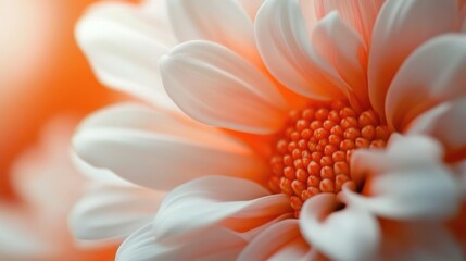 Poster - Close-up of a delicate white daisy flower with soft orange background and blurred petals, featuring detailed stamen and copy space.