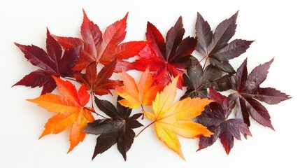 Fototapete - Colorful autumn leaves arranged in a flat lay composition with vibrant shades of red, orange, yellow, and brown on a white background Copy Space
