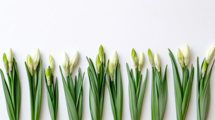 Poster - White flowers with green stems arranged in a row on a light background with ample copy space.
