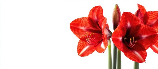 Poster - Red amaryllis flowers with green stems on a white background featuring ample Copy Space for text placement