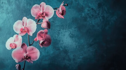 Poster - Pink Orchid Flowers on Dark Turquoise Background with Copy Space for Text