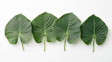 Aufkleber - Four green heart-shaped leaves arranged in a row on a white background with ample Copy Space.