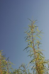 wild reeds growing in the fields.