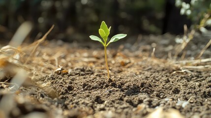 Aufkleber - Young green plant sprouting from soil with blurred natural background and dry foliage in surroundings Copy Space