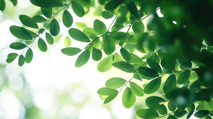 Leinwandbilder - Green foliage with soft focus background natural light Copy Space