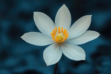 Wall Mural - Delicate White Flower Against Dark Blue Background