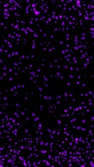 Aufkleber - Purple Particles Motion on black Background. Glitter particle 4k Animated Overlay