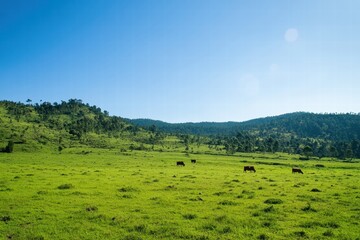 Aufkleber - Cows graze peacefully on a lush green meadow under a clear blue sky during a sunny day in the countryside. Generative AI