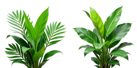 Aufkleber - Tropical Greenery Isolated Against A Clean White Backdrop Showcases Vibrant Foliage In A Simple Yet Visually Striking Composition. 00001