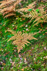 Wall Mural - Yellow ferns in grass at fall.