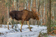 Łoś, moose, elk (Alces alces)