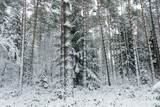 Iglasty, sosnowo świerkowy las zimą. Jest zima. Ziemia, gałęzie  drzew pokryte są grubą warstwą białego śniegu. 