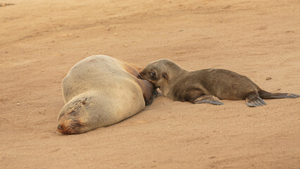 Wall Mural - cape fur seal (arctocephalus pusillus); mother breastfeeding her pup, seal colony at cape cross in n