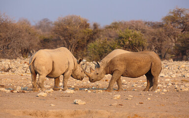 Wall Mural - black rhinoceros (diceros bicornis); confrontation between two bulls, etosha national park, namibia
