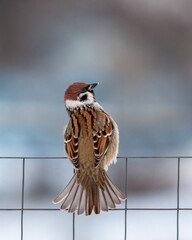 Wall Mural - portrait of funny bird sparrow sitting on chain-link fence fluffing feathers and tail