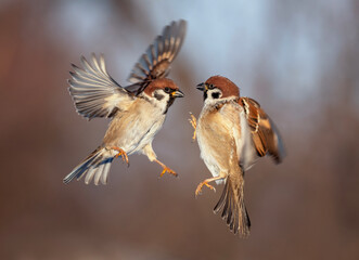 Poster - two sparrows are flying in the garden and fighting with their wings and feathers spread