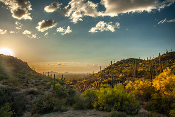 Wall Mural - USA, Arizona, Tucson Mountain Park. Sunburst on desert landscape.