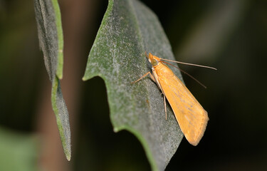 Wall Mural - small orange butterfly perched on a leaf