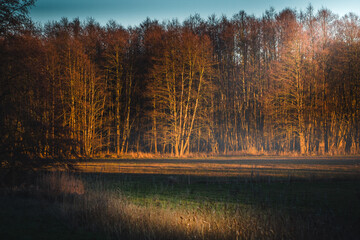 Little shiny sunset with woods and mist