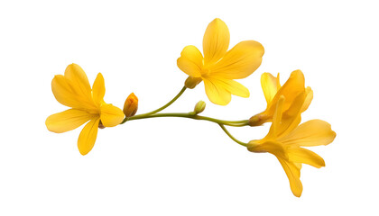 Wall Mural - yellow flower isolated on transparent background cutout