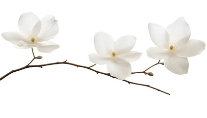 Wall Mural - three white flowers branch stalk isolated on transparent background cutout