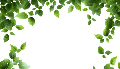 Wall Mural - green leaves frame isolated on transparent background cutout