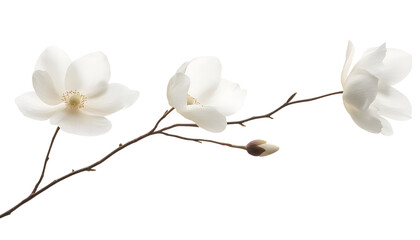 Wall Mural - three white flowers branch stalk isolated on transparent background cutout