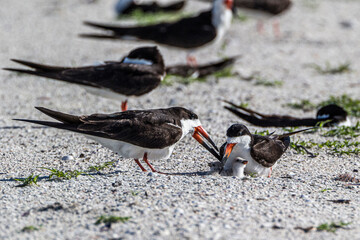 Wall Mural - A parental pair of black skimmers caring for chicks.