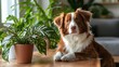 © ZRO - Aussie dog poses on table with houseplants, indoor scene, pet portrait, home decor
