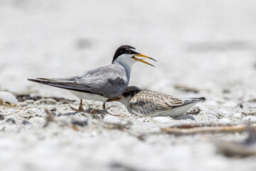 Wall Mural - A least tern chick takes cover next to a parent.