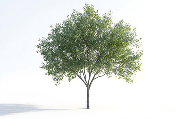 Poster - Green wide tree isolated on a white background