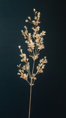 Poster -   Close-up of a blooming plant with multiple vibrant flowers, set against a serene blue backdrop