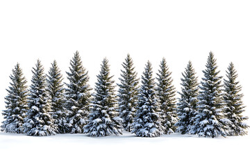 Poster - Winter coniferous forest isolated on a white background