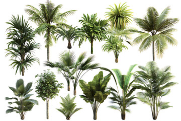 Poster - Set of tropical palm trees isolated on a white background