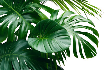 Poster - Set of tropical green palm leaves isolated on a white background