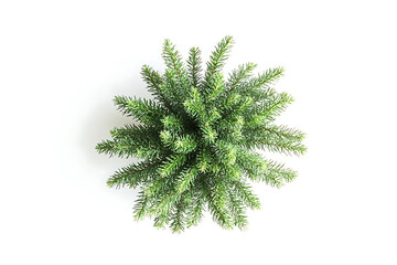 Poster - Top view of green fir tree spruce branch isolated on a white background