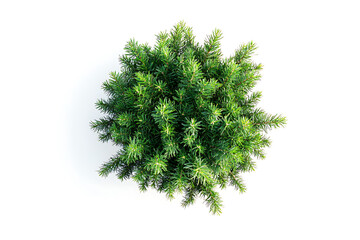 Poster - Top view of green fir tree spruce branch isolated on a white background
