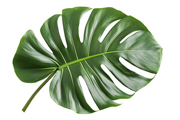 Poster - Tropical green palm leaf isolated on a white background