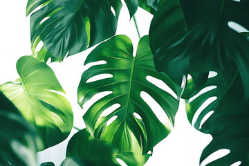 Poster - Tropical monstera leaves isolated on a white background