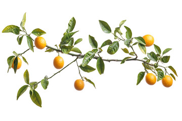 Poster - Ripe delicious oranges branch isolated on a white background