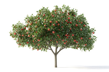 Poster - Orchard tree with ripe red apples isolated on a white background