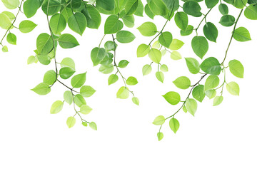 Poster - Moringa leaves isolated on a white background